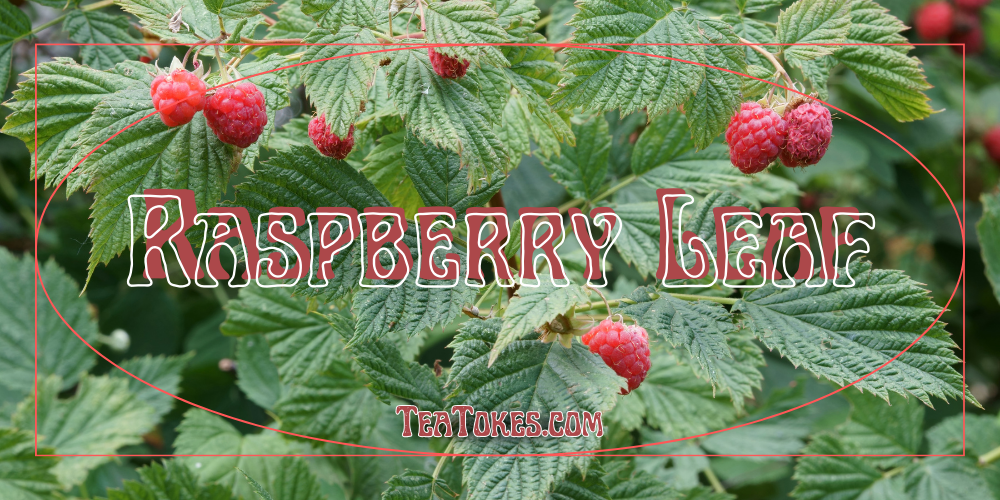Raspberry Leaf: A Berry Interesting Smoking Alternative