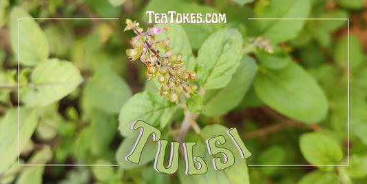 Smoking Tulsi: A Historical Herb's Modern-Day Use